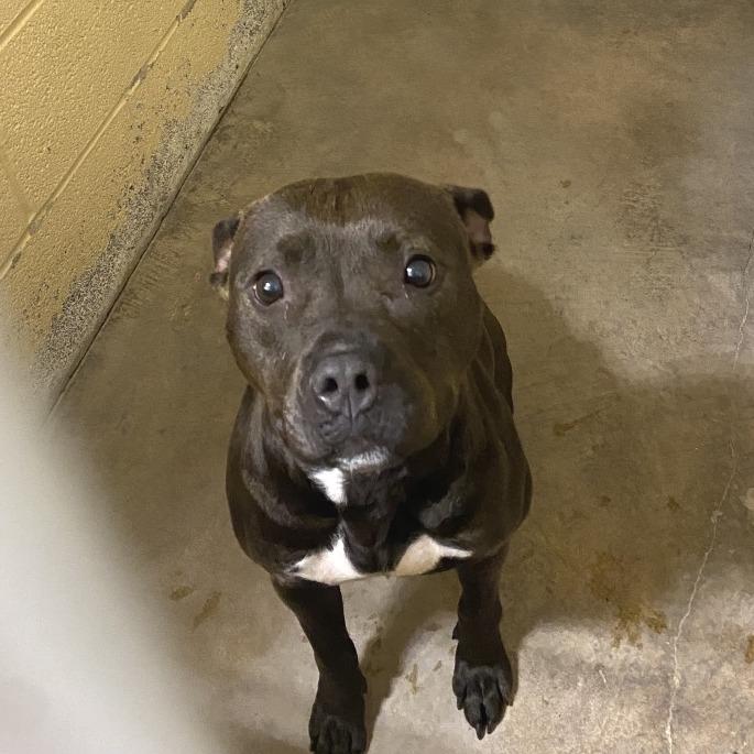 Enlarge Stormie, a Adoptable Mixed Breed in Waldorf, MD image 2/2