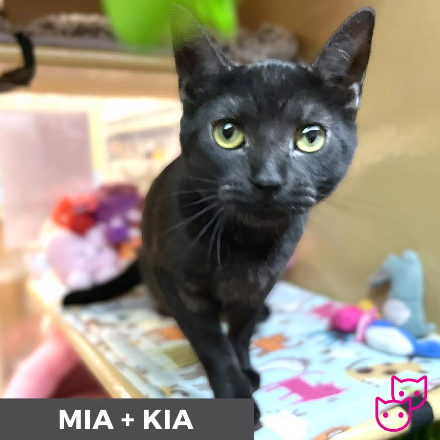 Enlarge Mia (bonded with Kia), a Adoptable Domestic Short Hair in Etobicoke, ON image 3/5