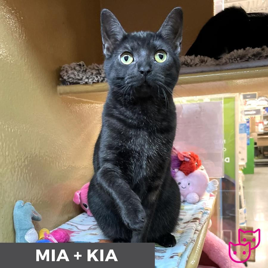 Enlarge Mia (bonded with Kia), a Adoptable Domestic Short Hair in Etobicoke, ON image 2/5