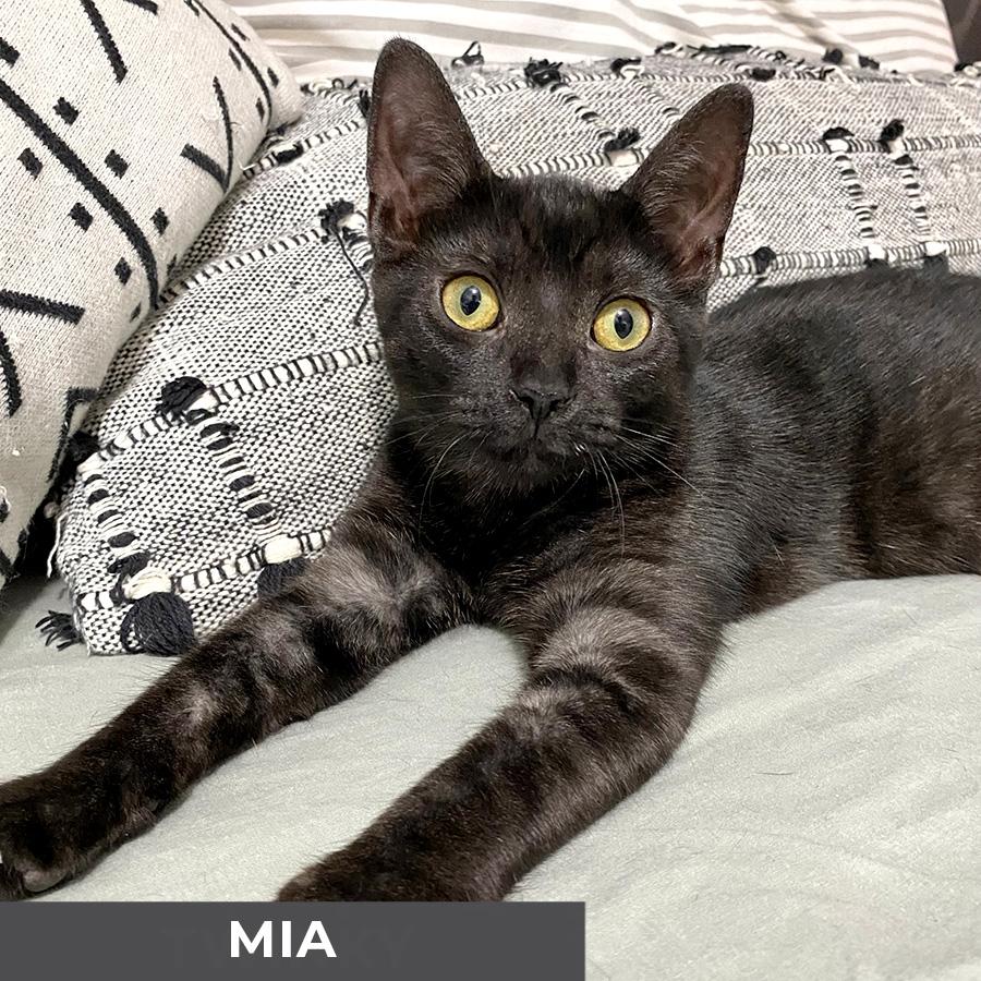 Enlarge Mia, a Adoptable Domestic Short Hair in Etobicoke, ON image 1/1