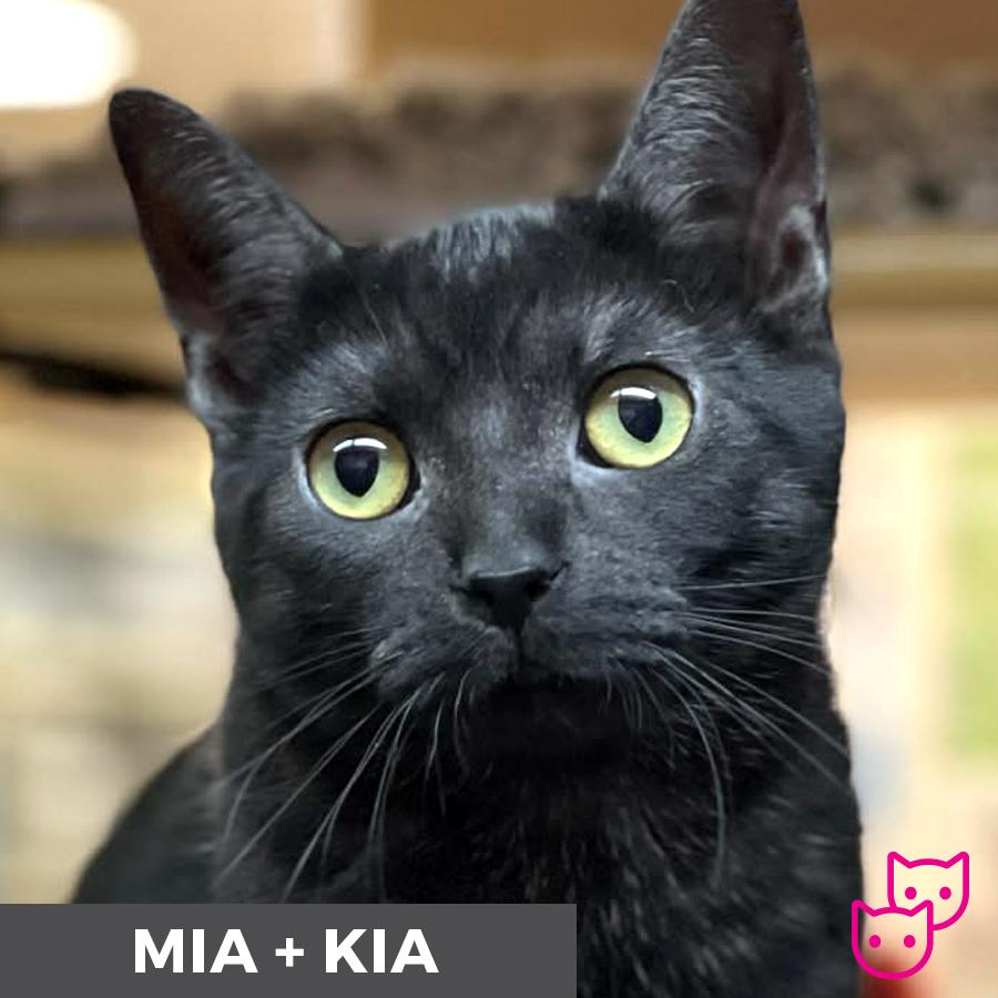 Mia (bonded with Kia), Adoptable, Kitten Female Domestic Short Hair.