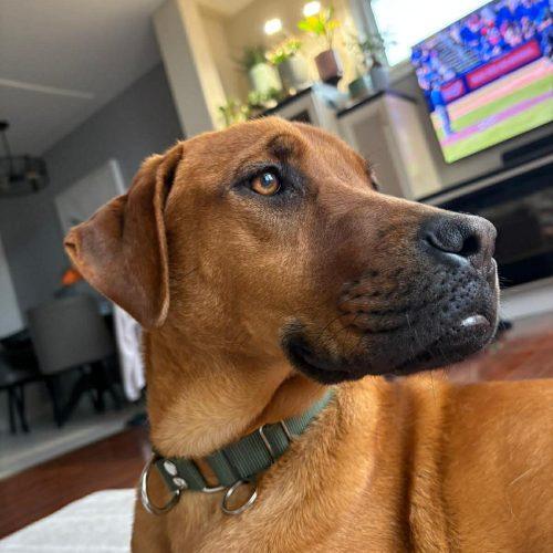 Aylin, Adoptable, Young Female Mixed Breed.