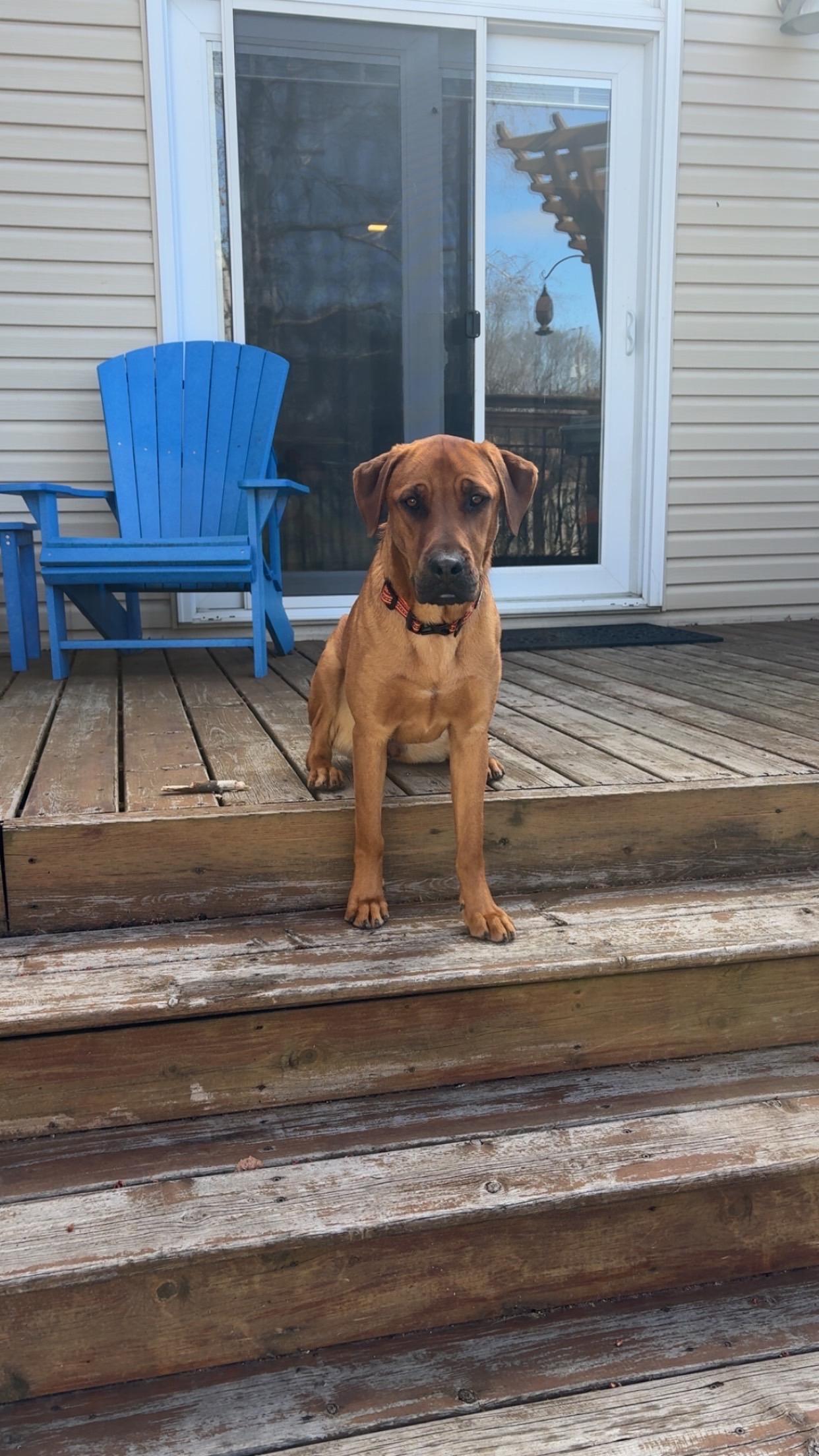 Enlarge Aylin, a Adoptable mixed breed in Sunderland, ON image 2/3