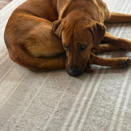 Enlarge Aylin, a Adoptable mixed breed in Sunderland, ON image 3/3