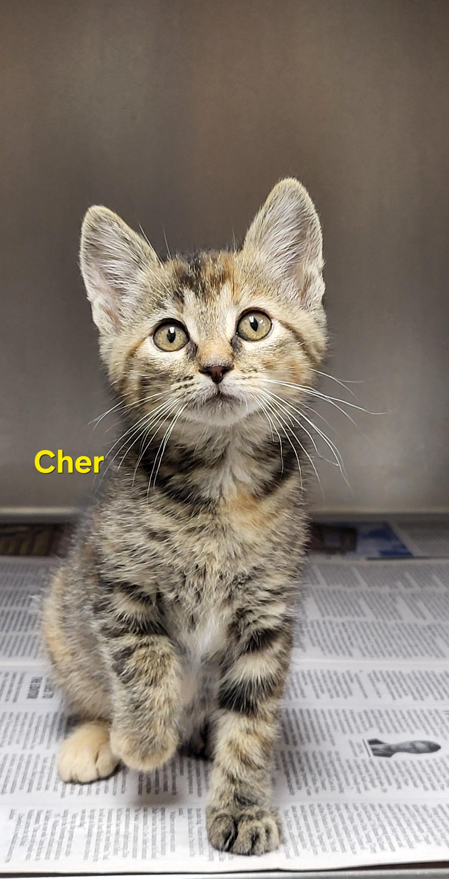 Enlarge Cher, a ADOPTABLE Domestic Short Hair in Meridian , MS image 1/1