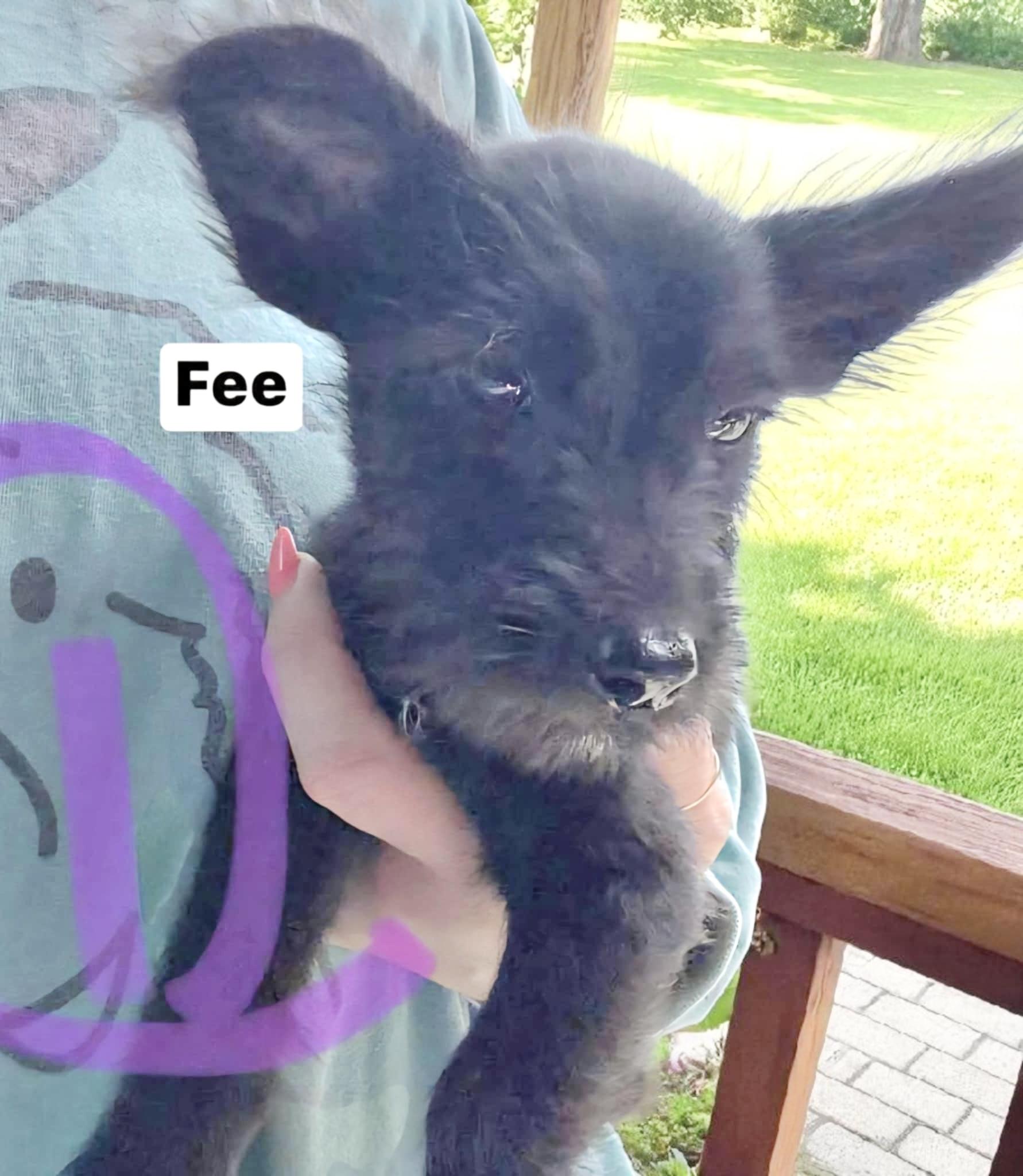 Fee, an adoptable Miniature Schnauzer, Schnoodle in Green River, UT, 84525 | Photo Image 5