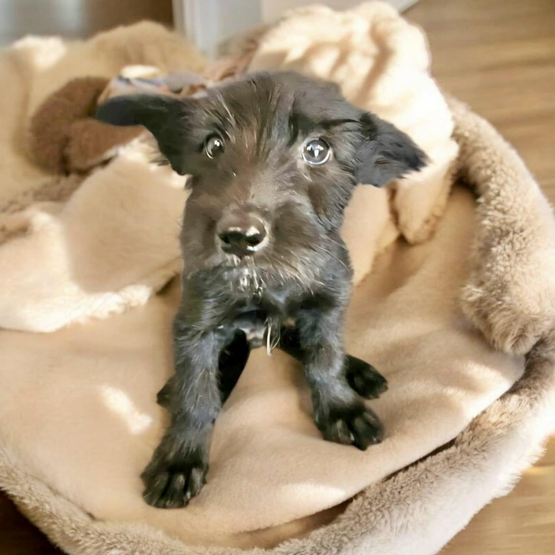 Fee, an adoptable Miniature Schnauzer, Schnoodle in Green River, UT, 84525 | Photo Image 1