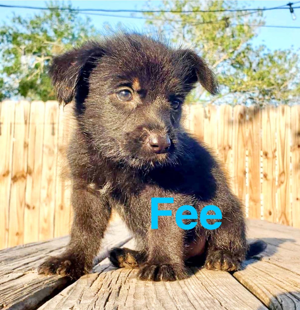 Fee, an adoptable Miniature Schnauzer, Schnoodle in Green River, UT, 84525 | Photo Image 2