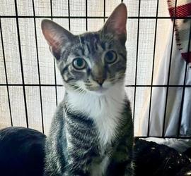 Lace, Adoptable, Young Female Domestic Short Hair.