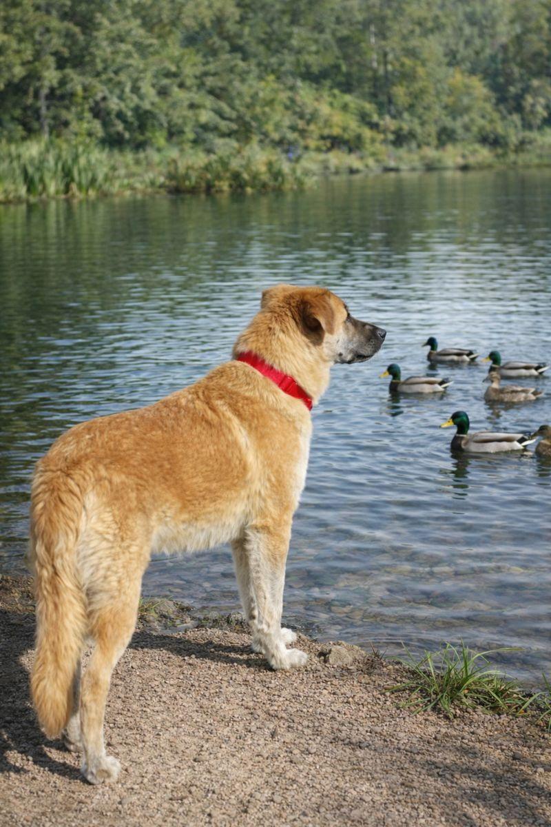 Enlarge Teddy, an adopted German Shepherd Dog in Canyon Country, CA image 2/6