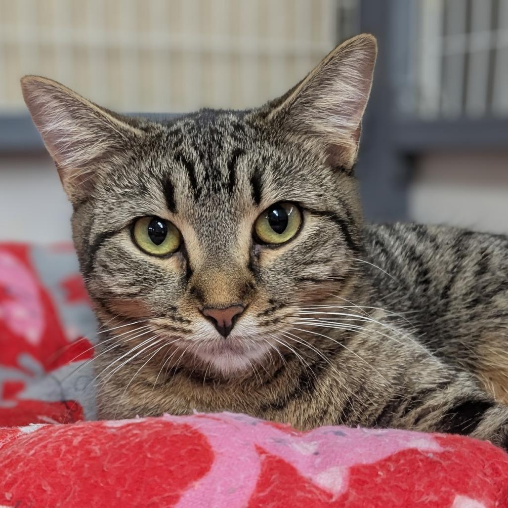 Betty, Adoptable, Young Female Domestic Short Hair.