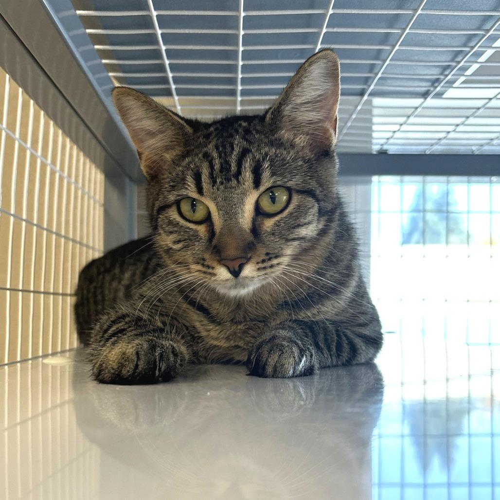 Enlarge Betty, a Adoptable Domestic Short Hair in Medford, OR image 2/3