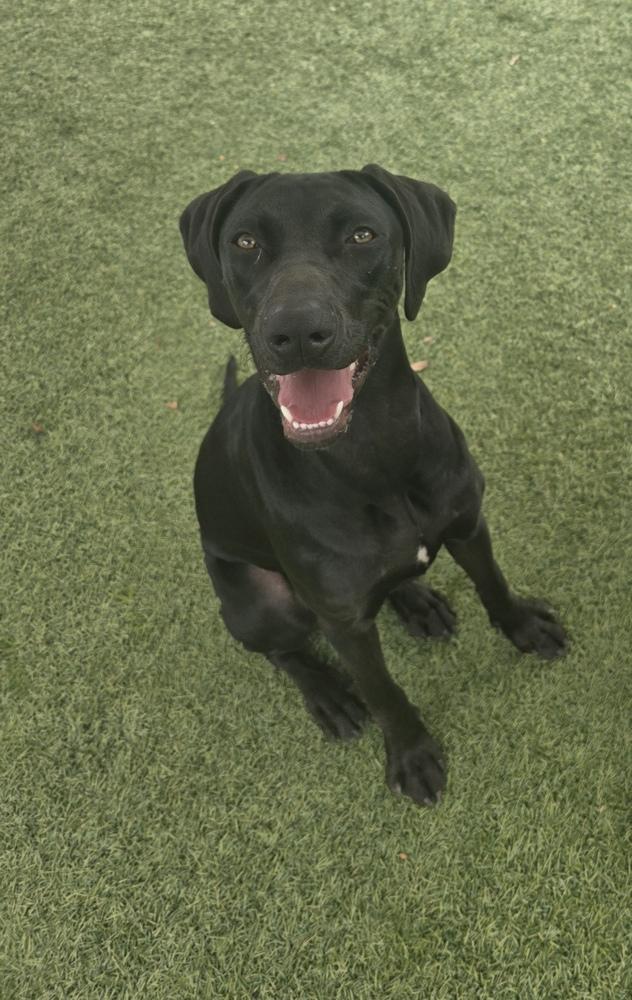 Penzey, Adoptable, Puppy Female Catahoula Leopard Dog.