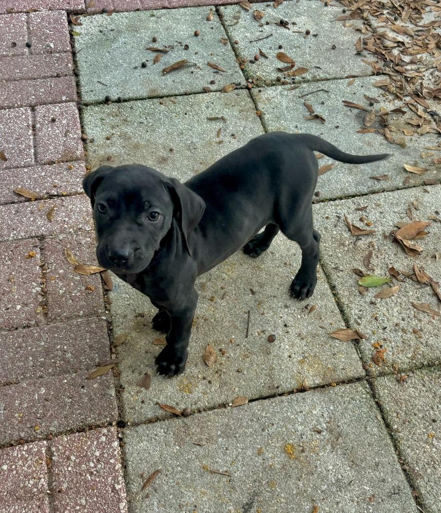 Penzey, Adoptable, Puppy Female Catahoula Leopard Dog.