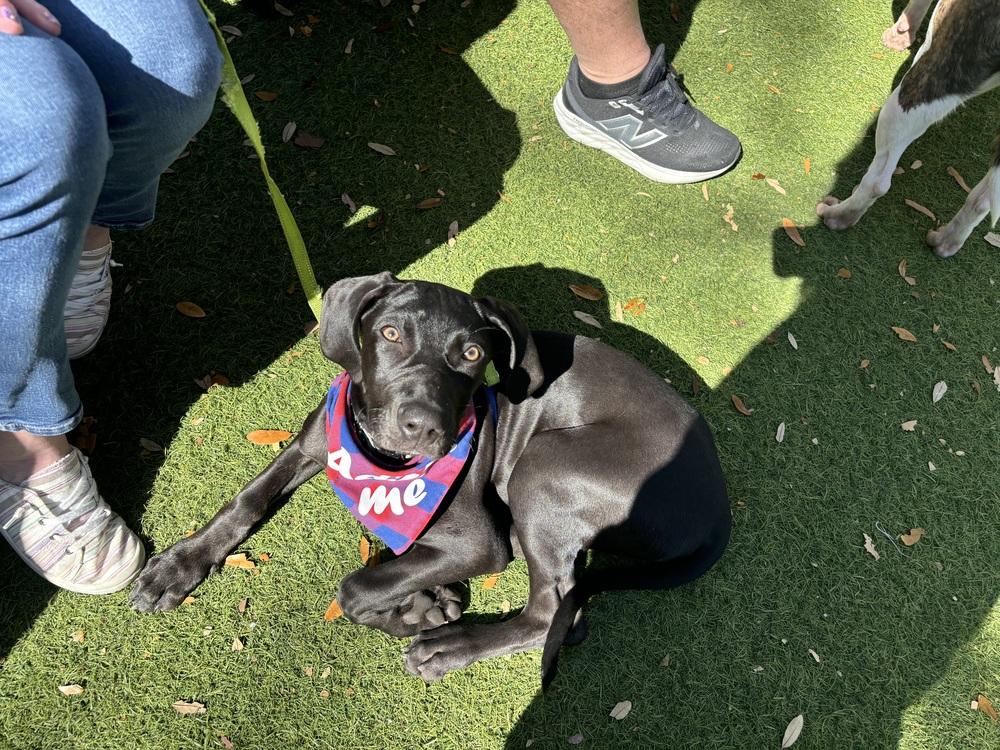 Penzey, Adoptable, Puppy Female Catahoula Leopard Dog.