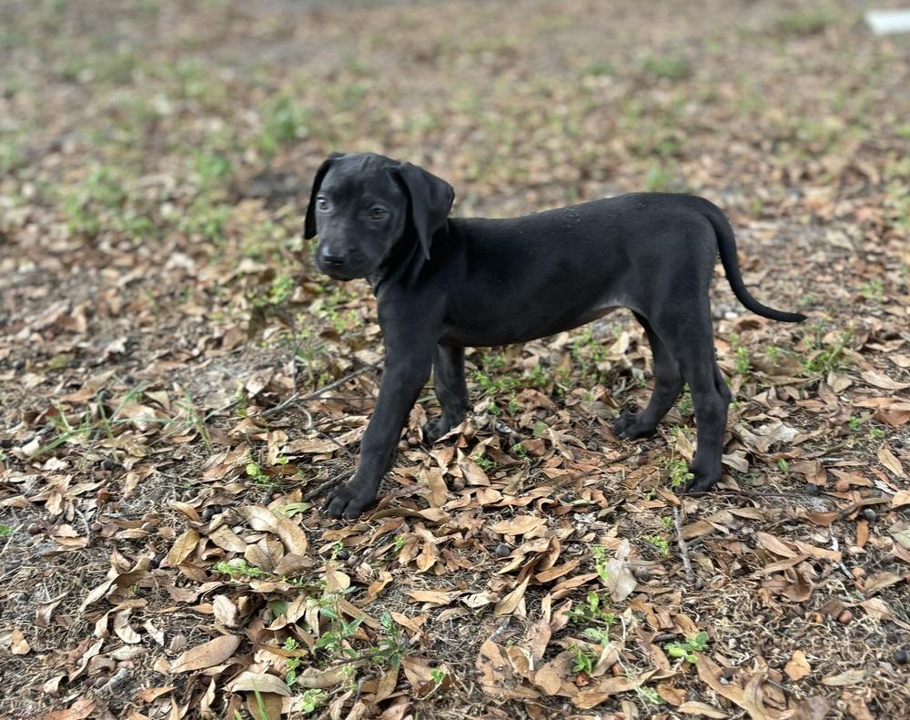 Penzey, a Adoptable mixed breed in Orlando, FL image 2/6