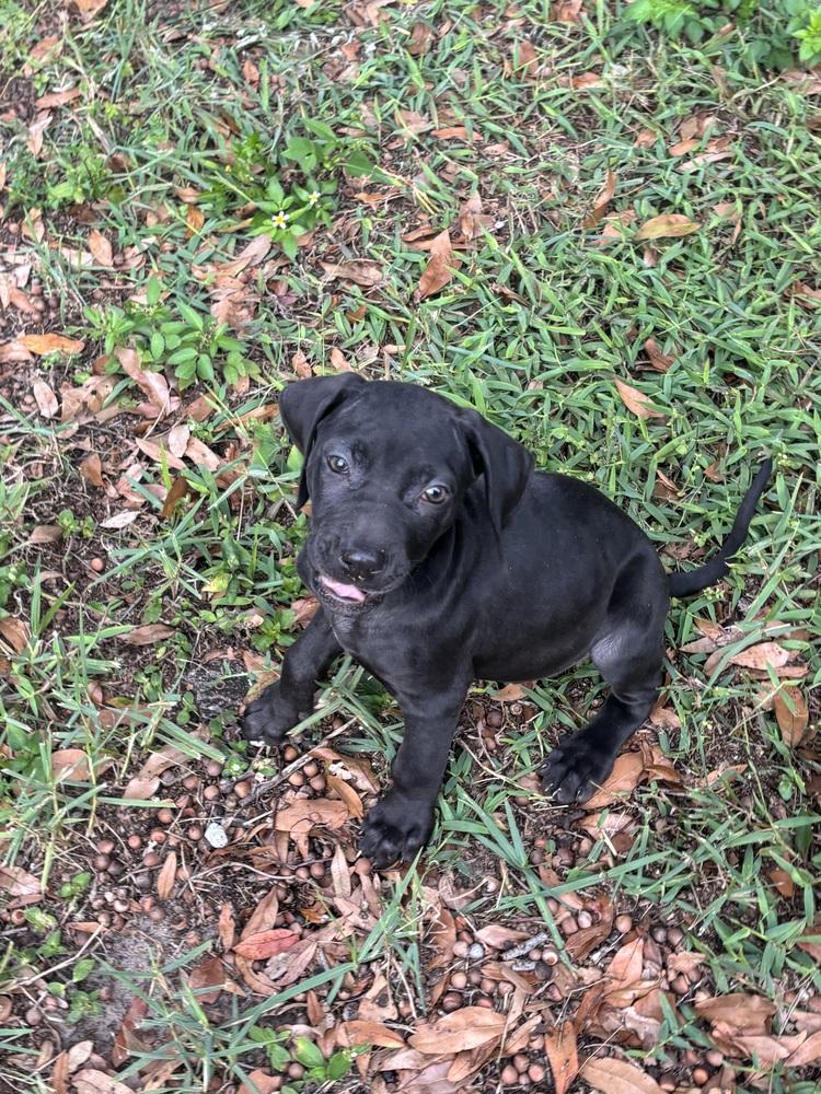 Penzey, a Adoptable mixed breed in Orlando, FL image 3/6