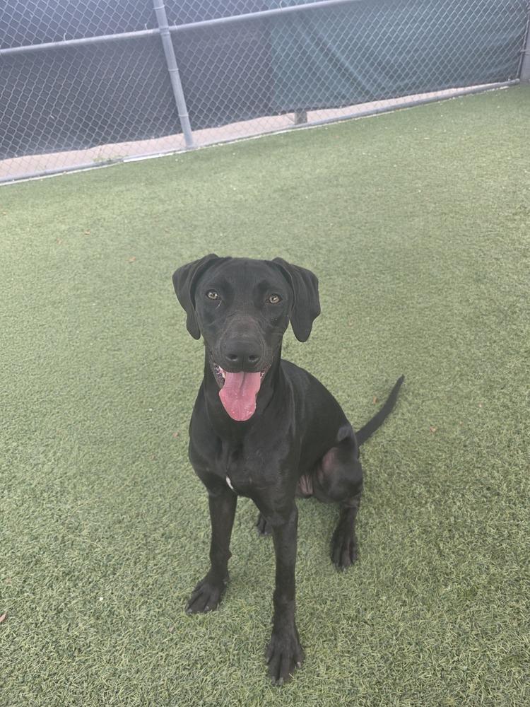 Penzey, a Adoptable mixed breed in Orlando, FL image 3/6