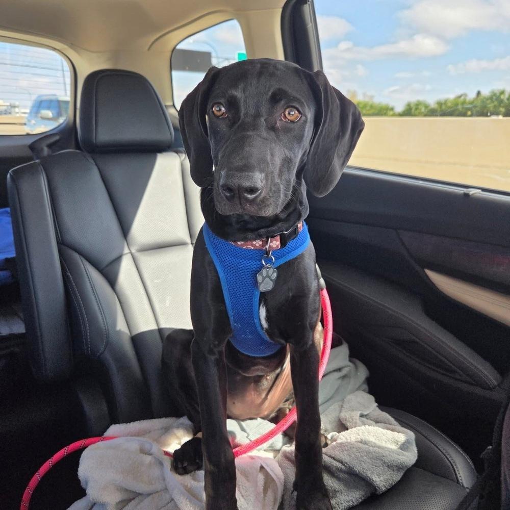 Penzey, a Adoptable mixed breed in Orlando, FL image 6/6