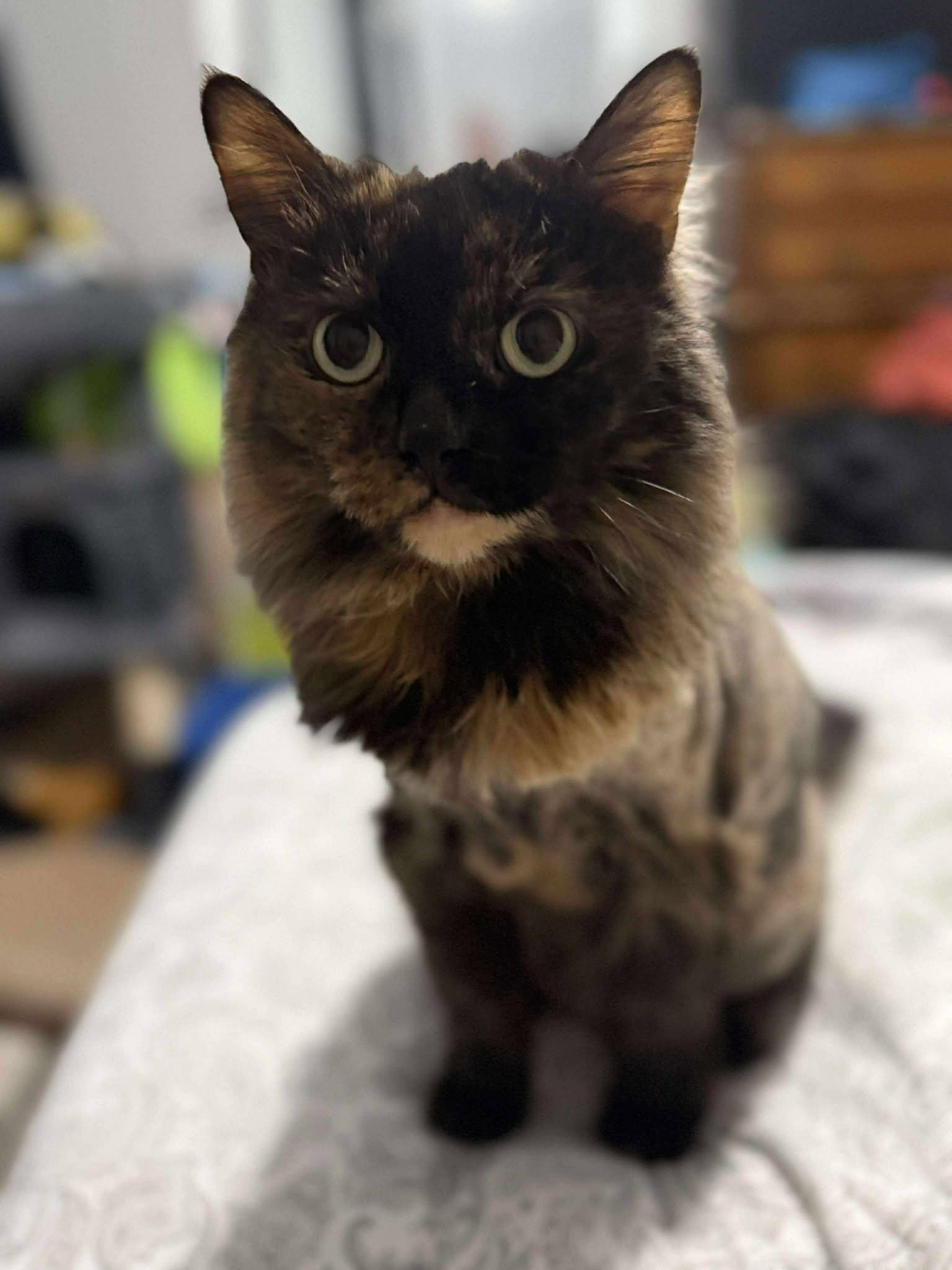 Enlarge Duchess, a Adoptable Tortoiseshell in Ashton, ON image 1/5