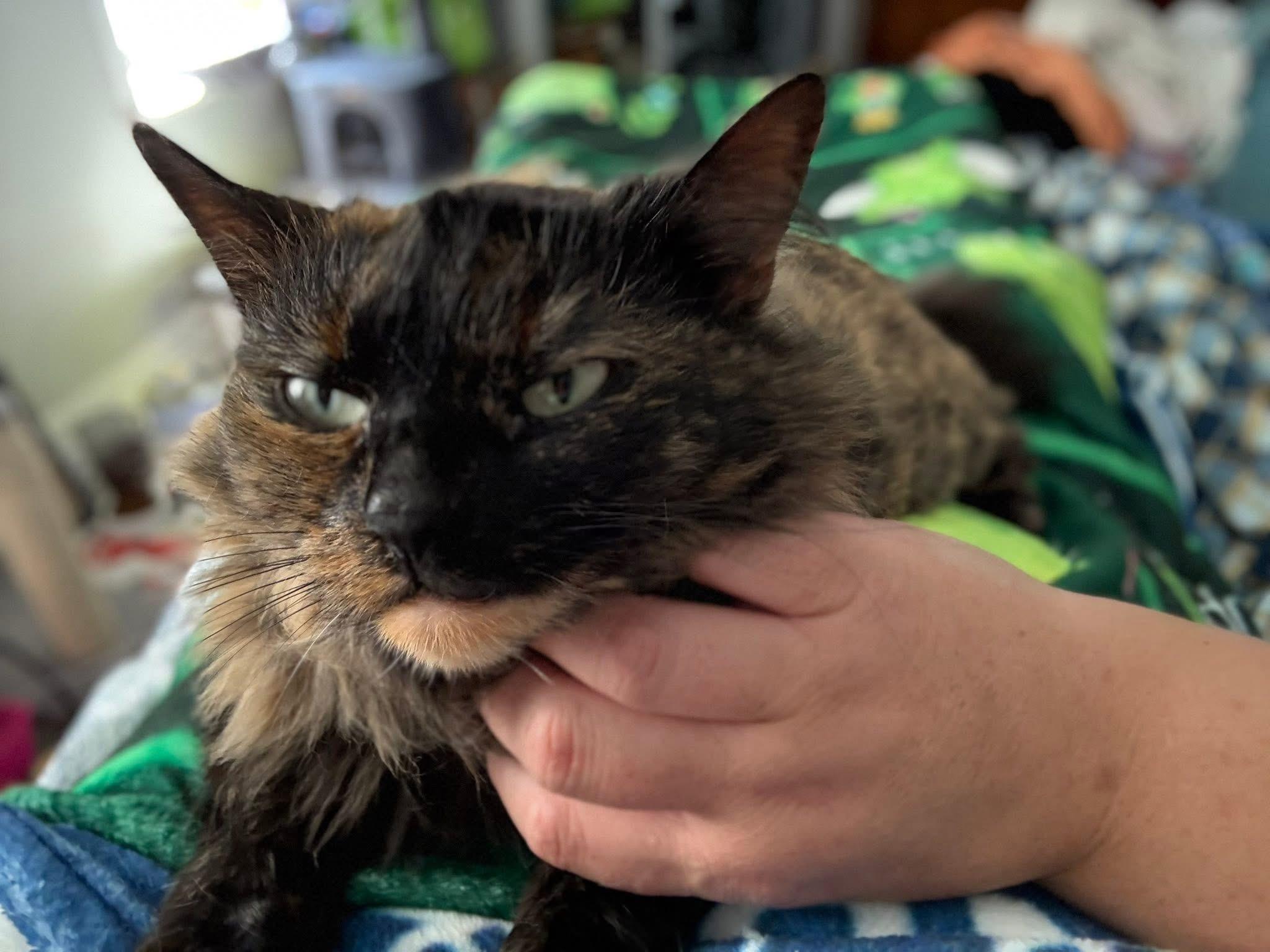 Enlarge Duchess, a Adoptable Tortoiseshell in Ashton, ON image 2/5