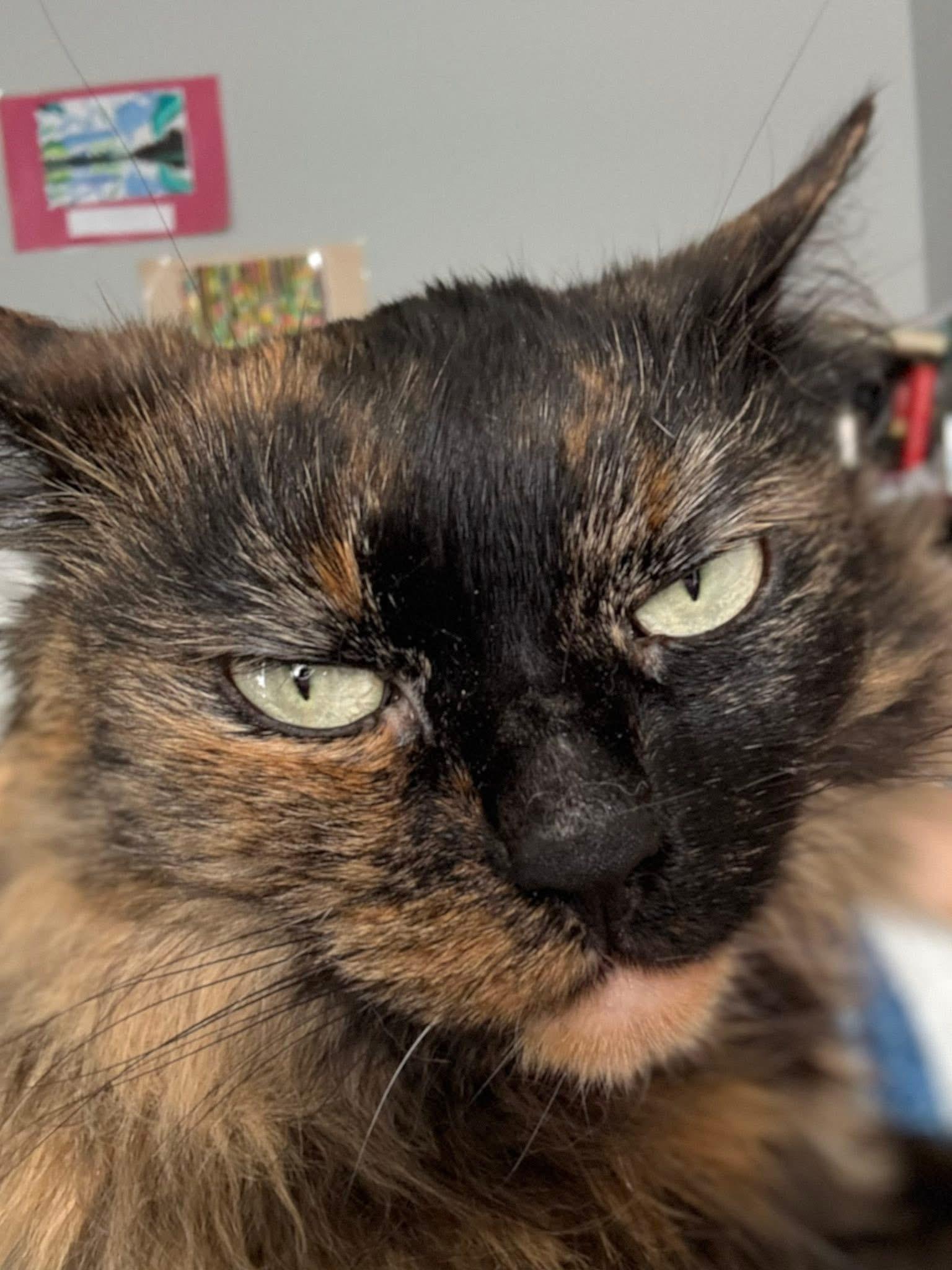 Enlarge Duchess, a Adoptable Tortoiseshell in Ashton, ON image 4/5