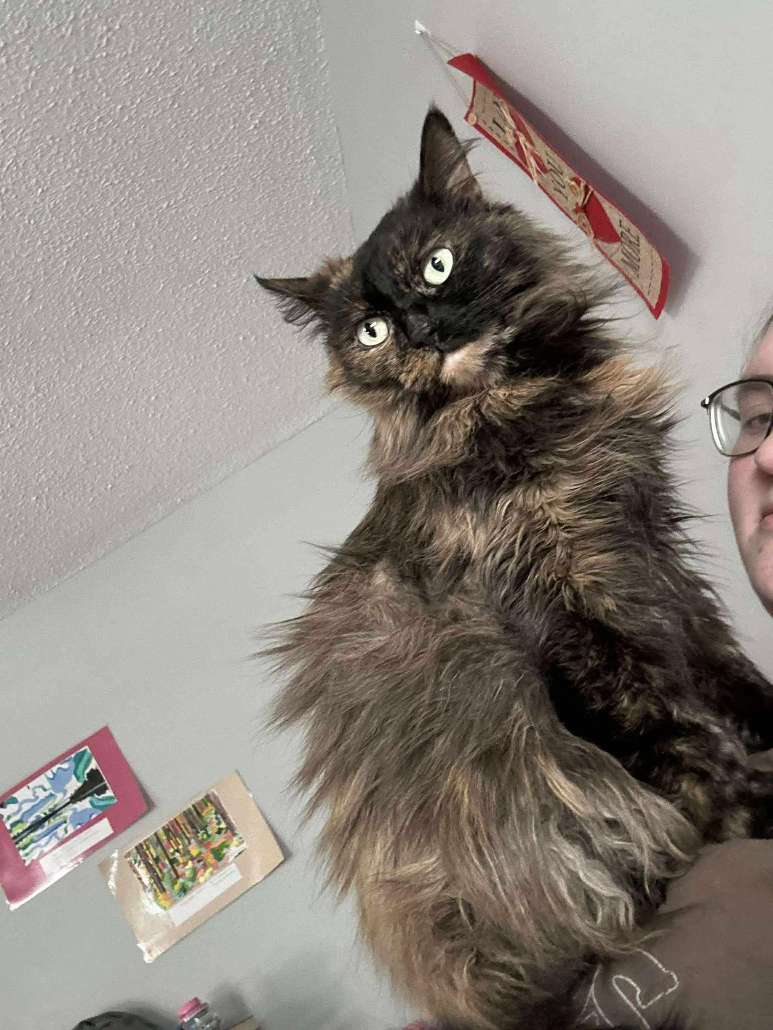 Duchess, an adoptable Tortoiseshell in Ashton, ON, K0A 1B0 | Photo Image 3