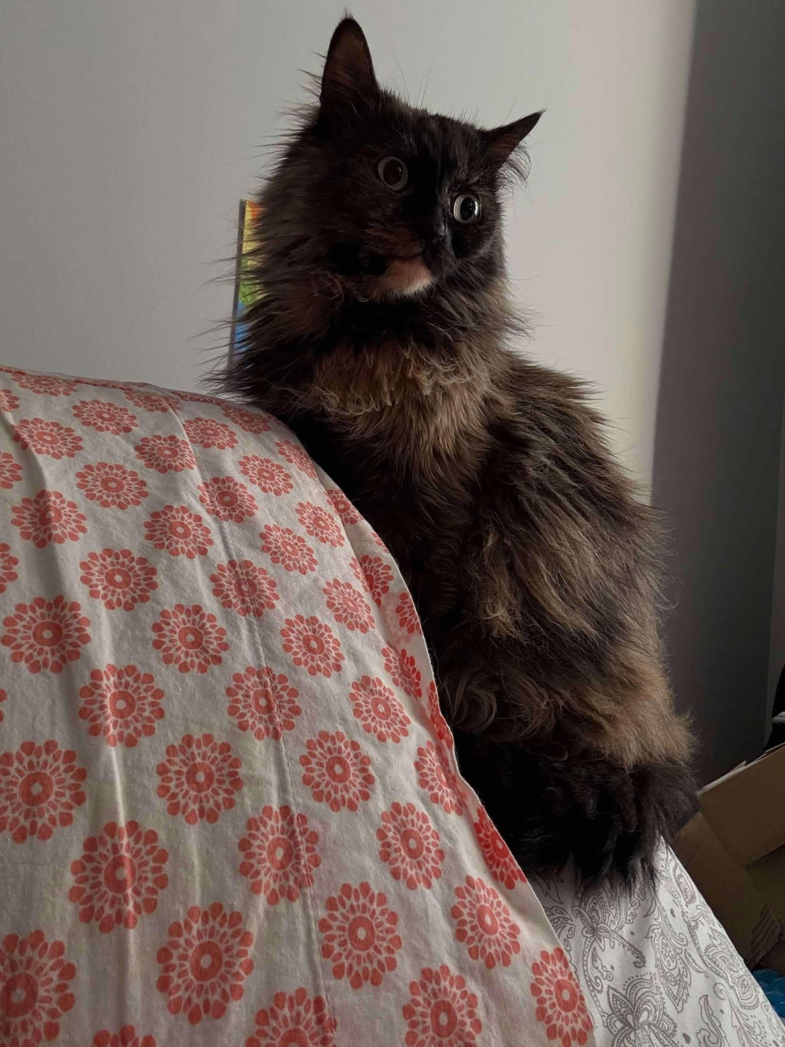 Duchess, an adoptable Tortoiseshell in Ashton, ON, K0A 1B0 | Photo Image 5