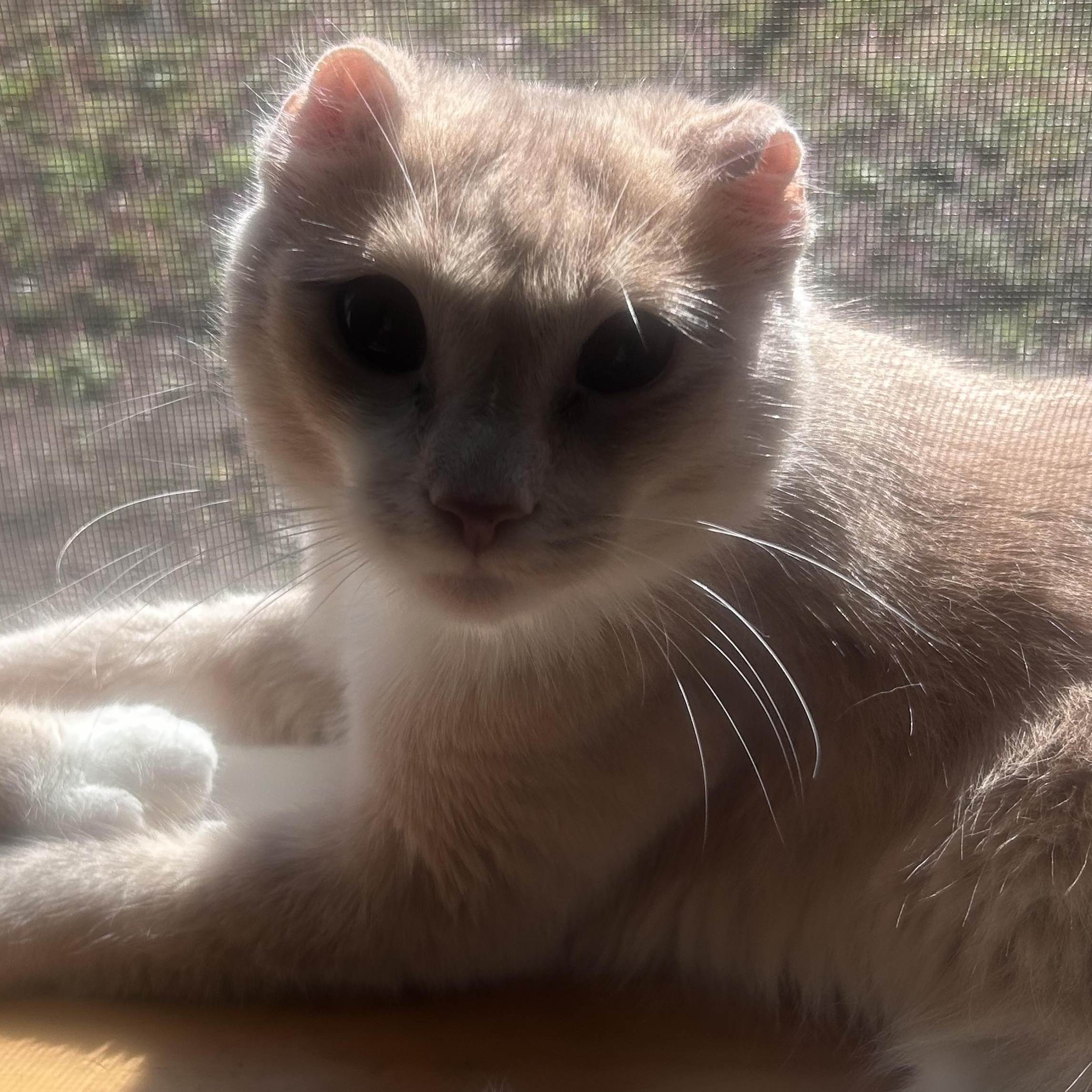 Enlarge Clementine, a Adoptable Tabby in Newport, OR image 1/1
