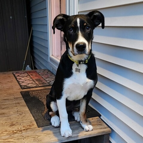 Enlarge Dash, a Adoptable mixed breed in Chesapeake Beach, MD image 5/6