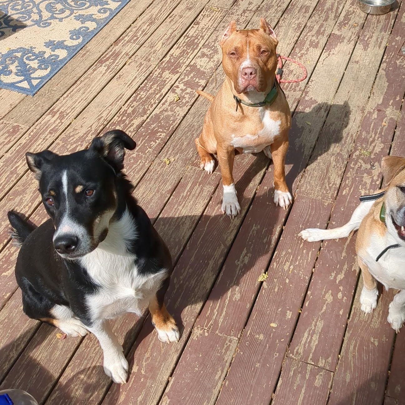 Enlarge Dash, a Adoptable mixed breed in Chesapeake Beach, MD image 3/6