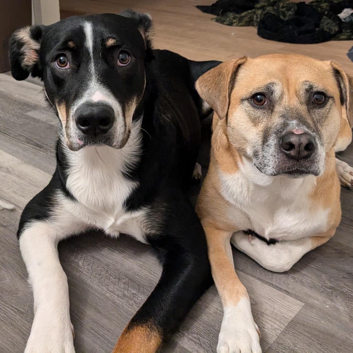 Enlarge Dash, a Adoptable mixed breed in Chesapeake Beach, MD image 4/6