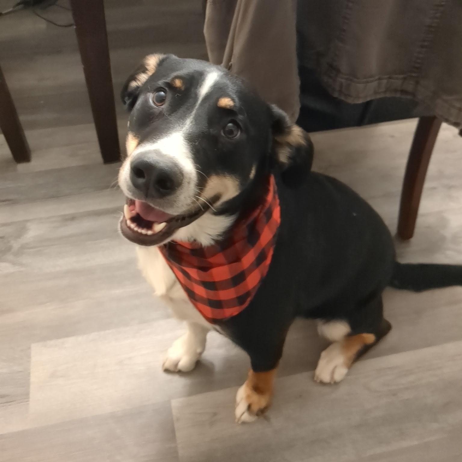 Enlarge Dash, a Adoptable mixed breed in Chesapeake Beach, MD image 1/6