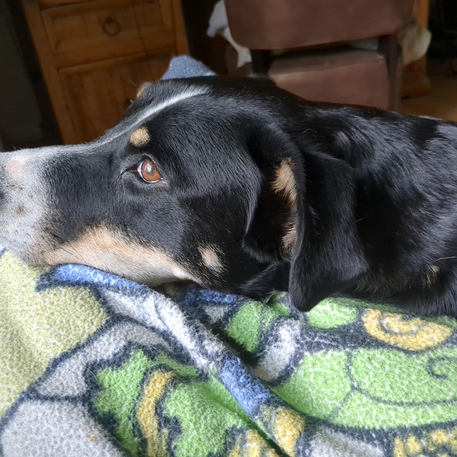 Enlarge Dash, a Adoptable mixed breed in Chesapeake Beach, MD image 2/6