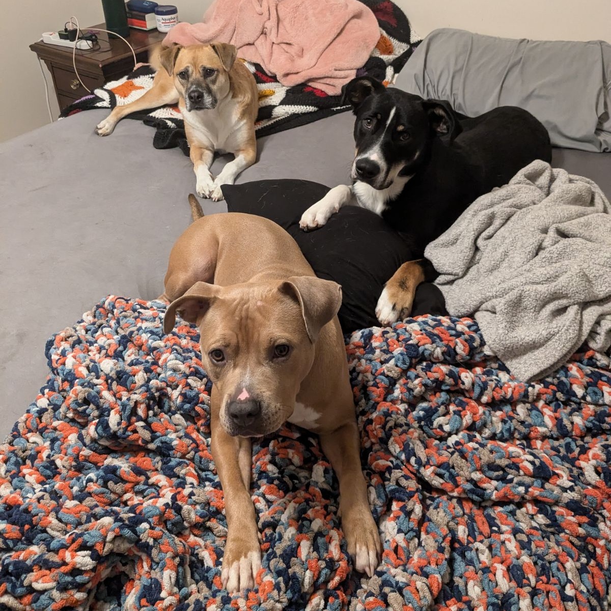 Enlarge Dash, a Adoptable mixed breed in Chesapeake Beach, MD image 6/6