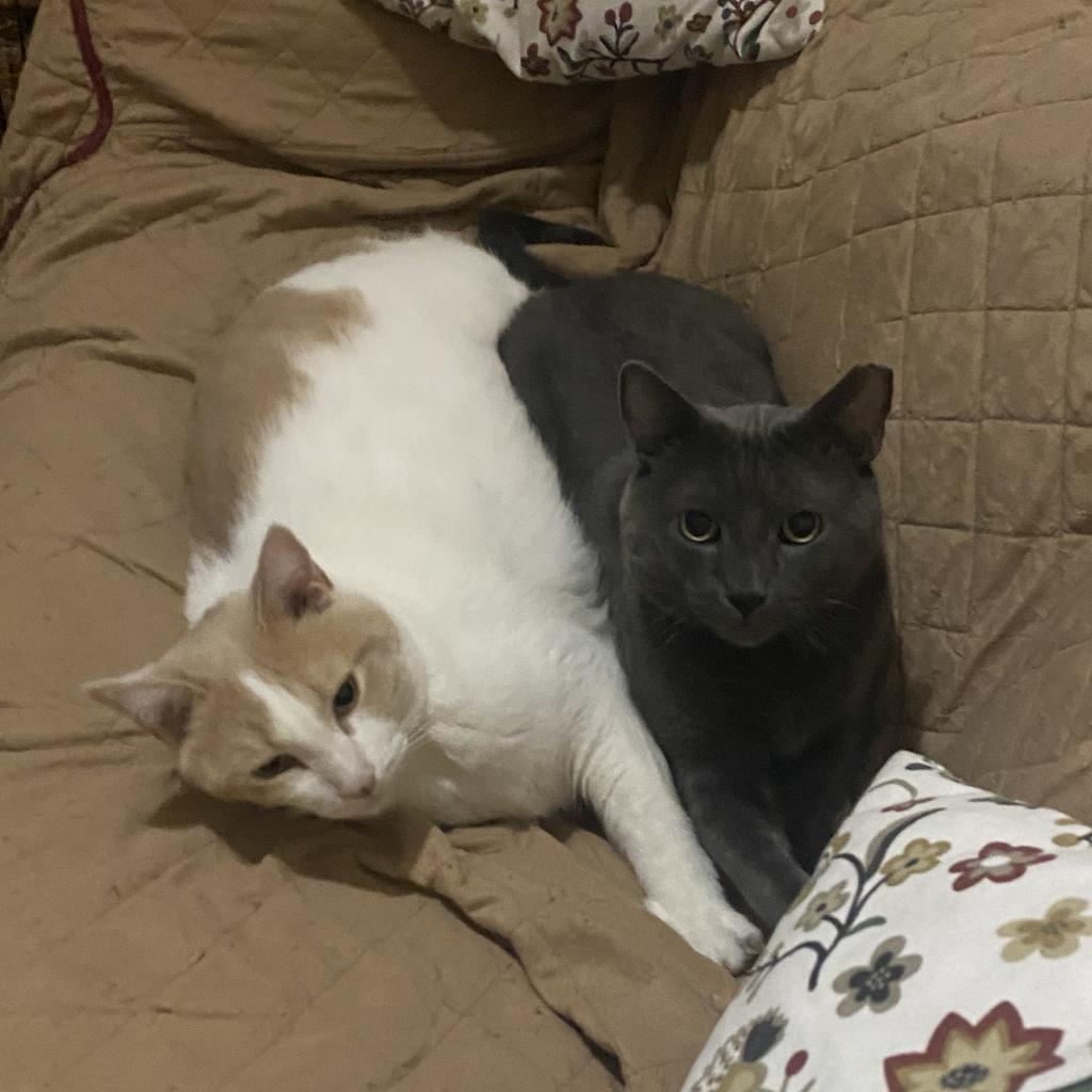 Osito, Adoptable, Senior Male Domestic Short Hair.