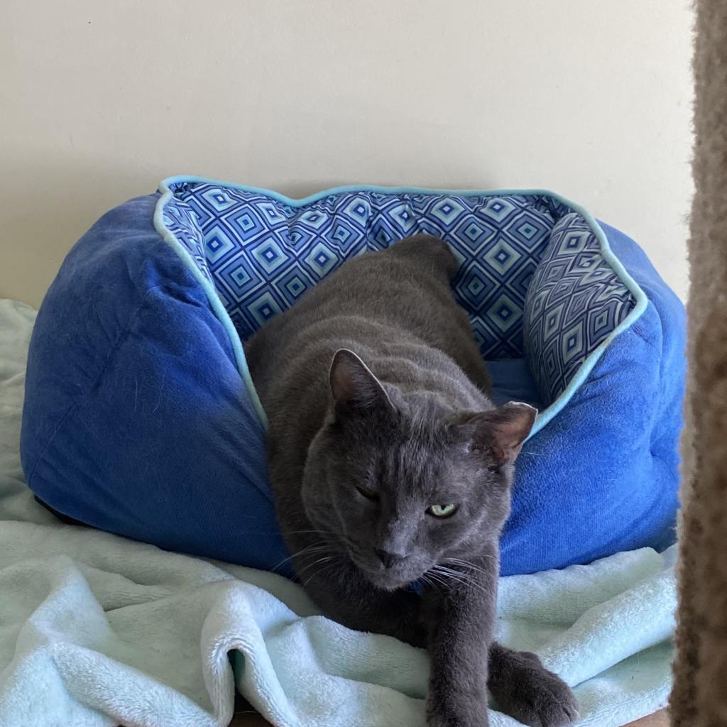 Osito, a Adoptable Domestic Short Hair in Los Angeles, CA image 2/5