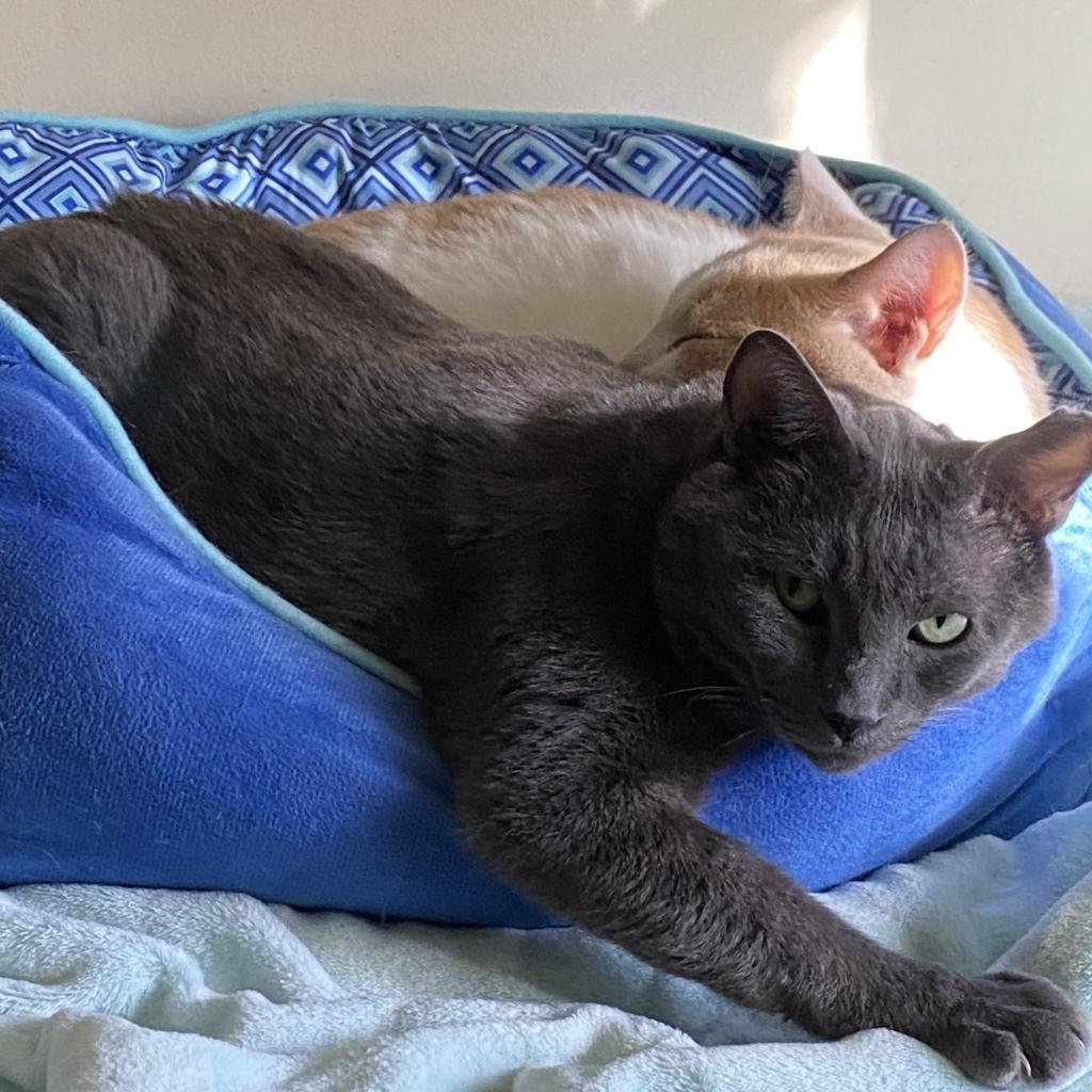 Osito, a Adoptable Domestic Short Hair in Los Angeles, CA image 3/5