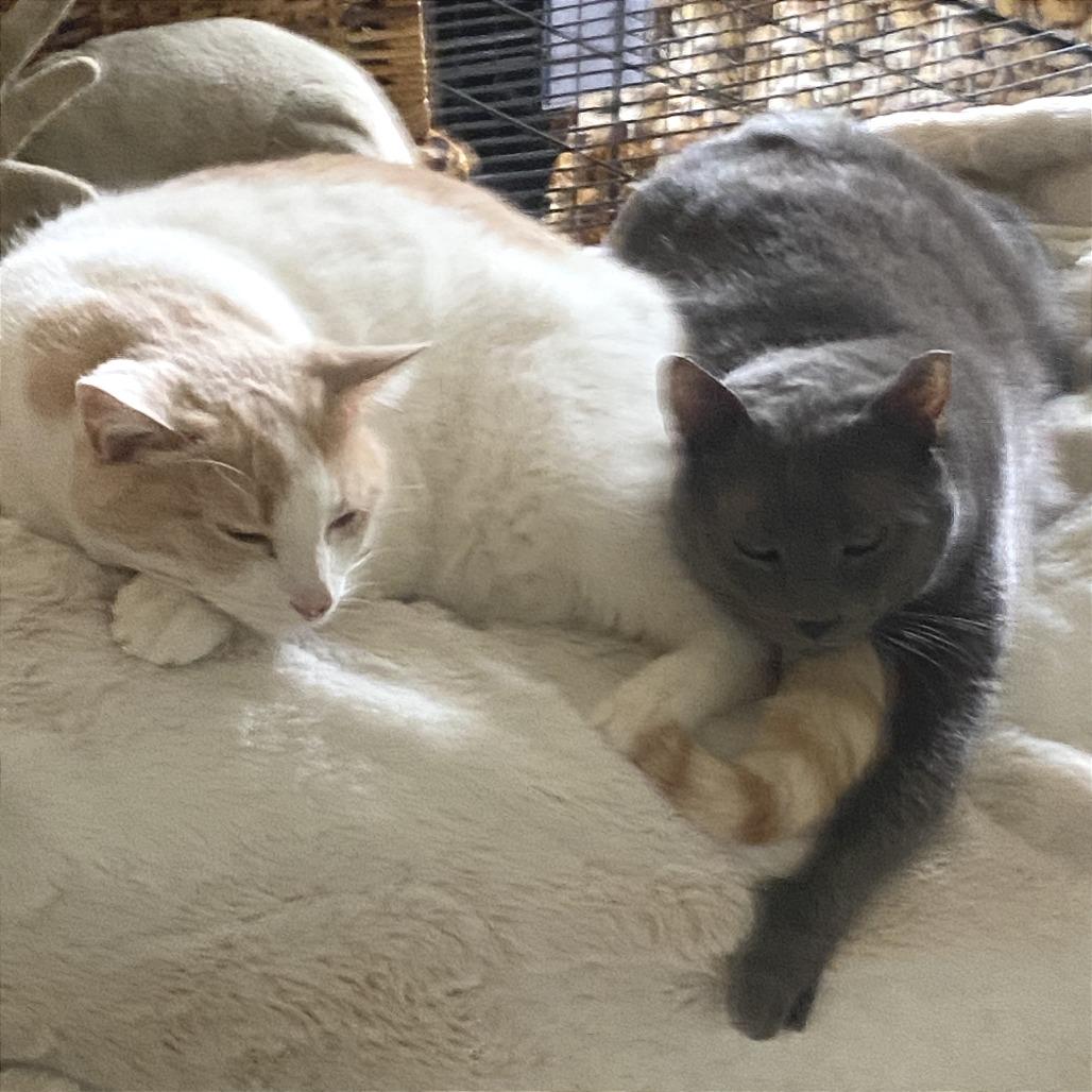 Osito, a Adoptable Domestic Short Hair in Los Angeles, CA image 4/5