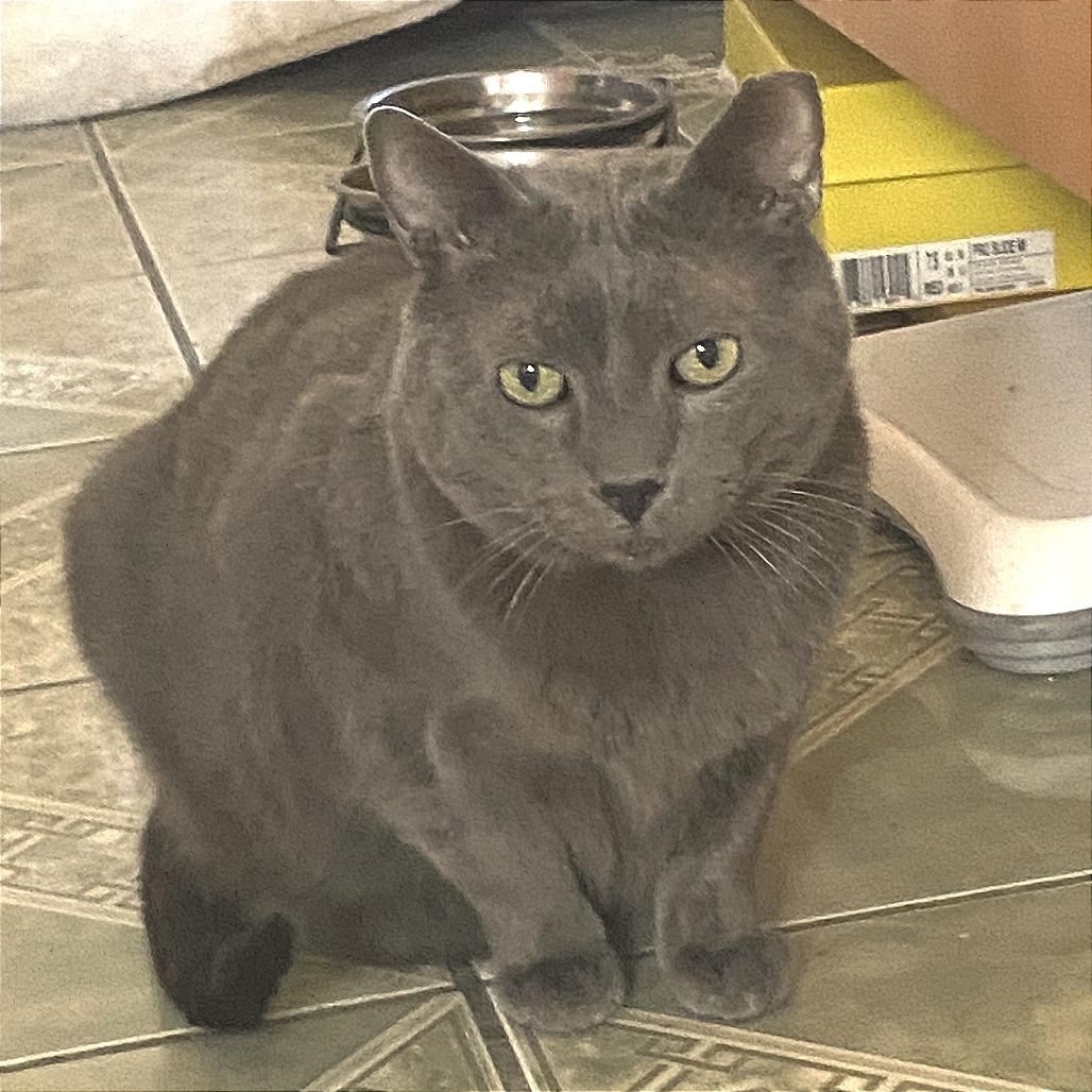 Osito, a Adoptable Domestic Short Hair in Los Angeles, CA image 5/5