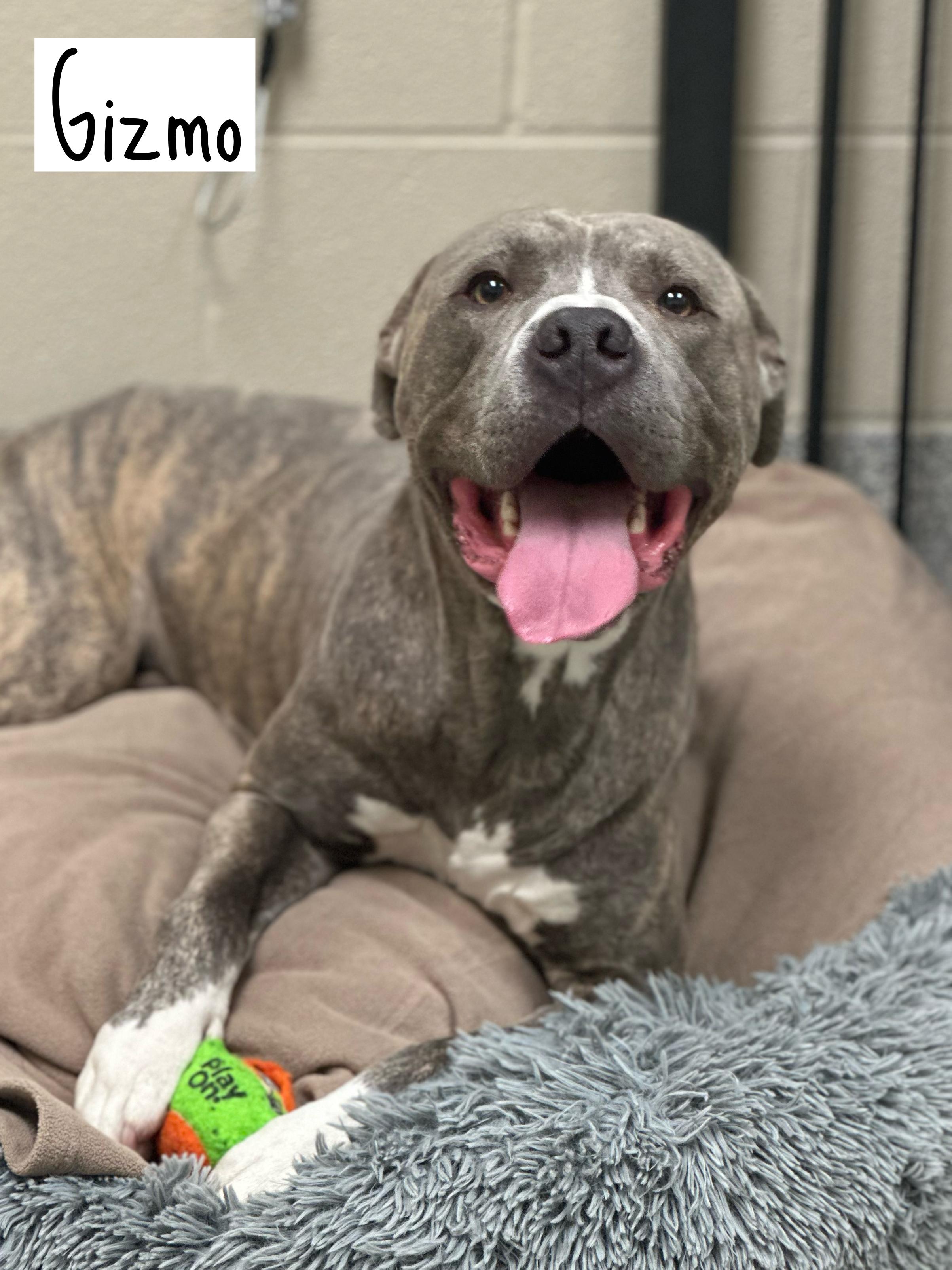 Gizmo