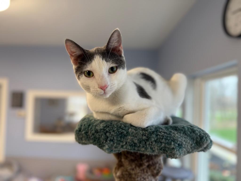 Enlarge Cosmo, a Adoptable Domestic Short Hair in North Royalton, OH image 1/1