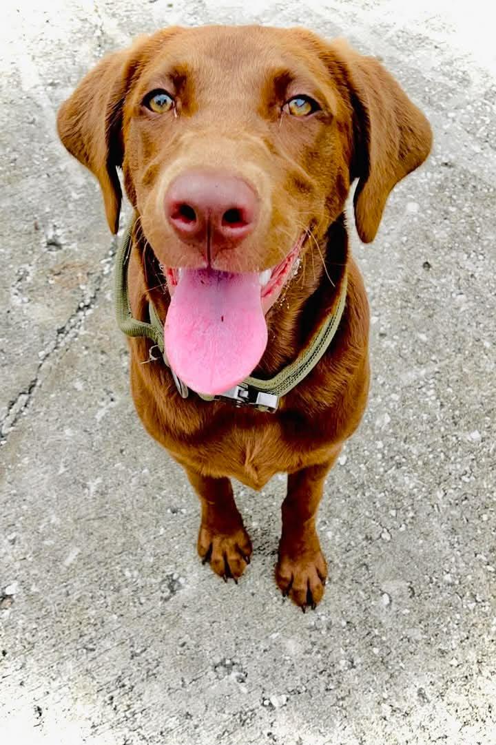 Chocolate- M, Adoptable, Adult Female Chocolate Labrador Retriever.