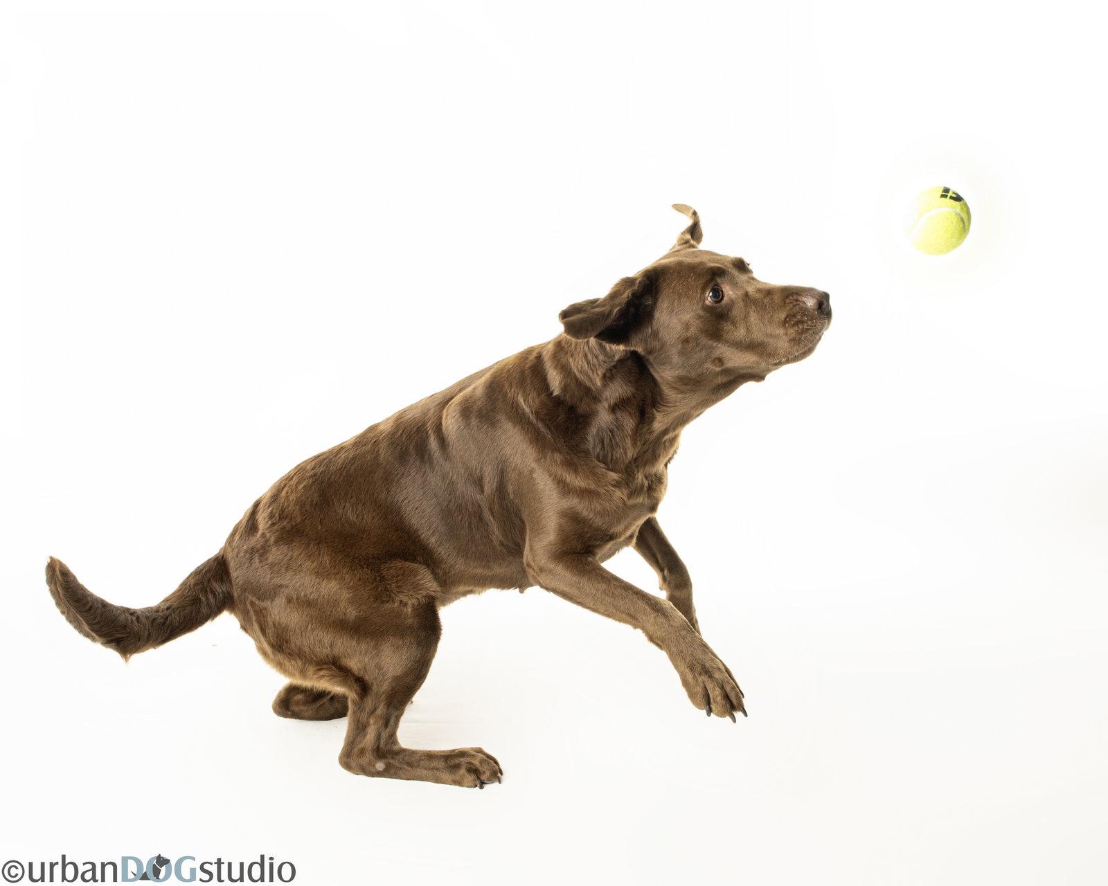 Chocolate- M, Adopted, Adult Female Chocolate Labrador Retriever.