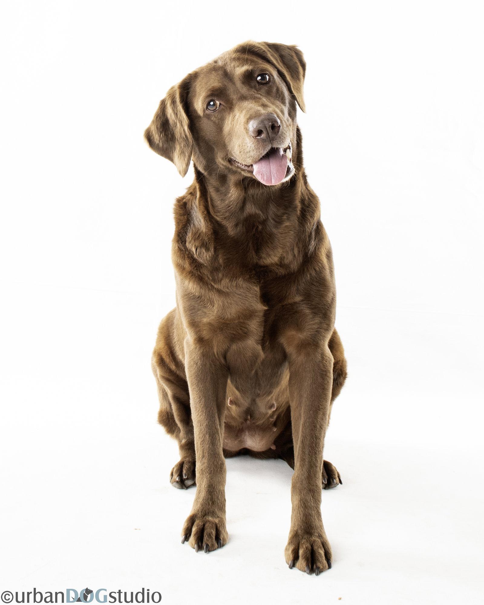 Chocolate- M, a Adopted Chocolate Labrador Retriever in Tampa, FL image 2/3