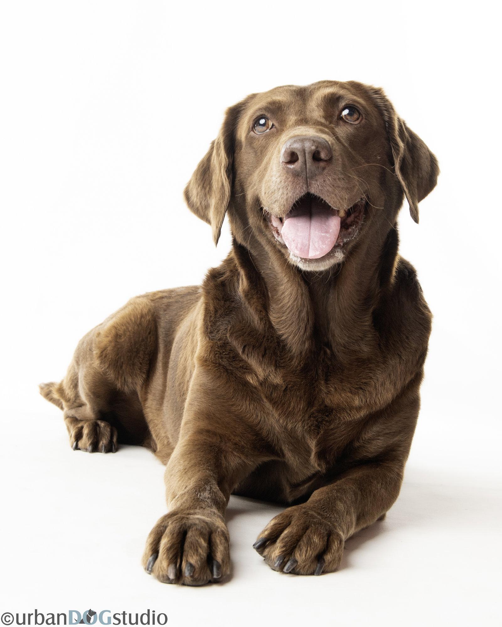 Chocolate- M, a Adopted Chocolate Labrador Retriever in Tampa, FL image 3/3