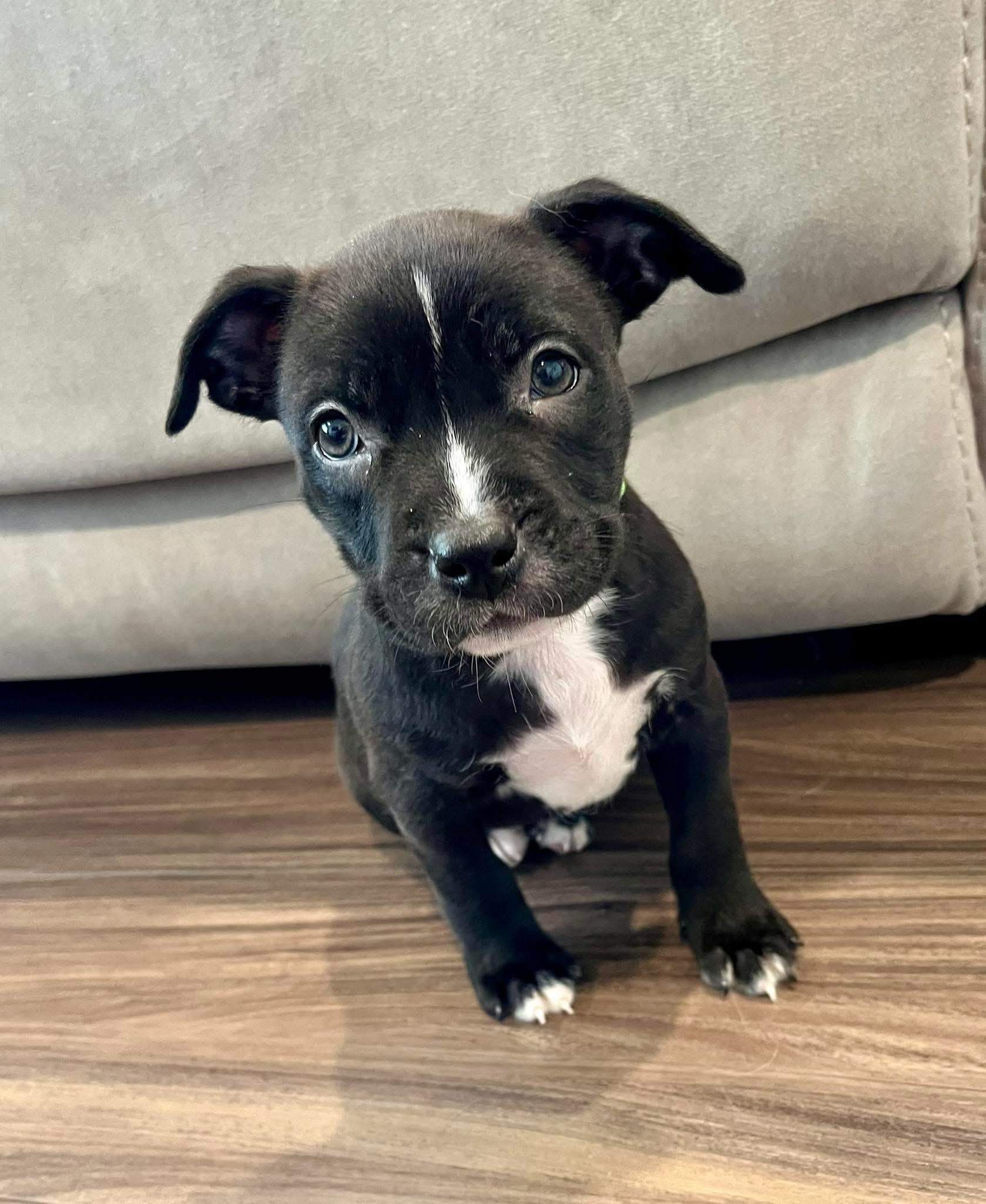 Relish - Female Puppy, adopted, Puppy Female American Bully.