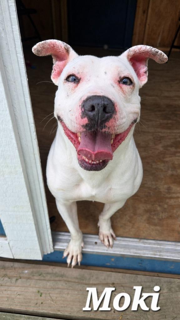 Enlarge Moki Yrly 360, a Adoptable mixed breed in Sidney, OH image 1/3