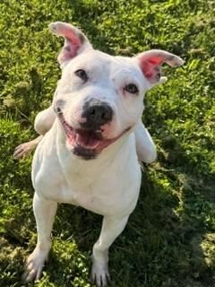 Enlarge Moki Yrly 360, a Adoptable mixed breed in Sidney, OH image 2/3