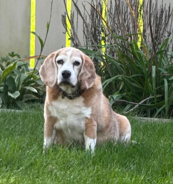 Enlarge Rhee, a Adoptable Beagle in Holland, MI image 1/4